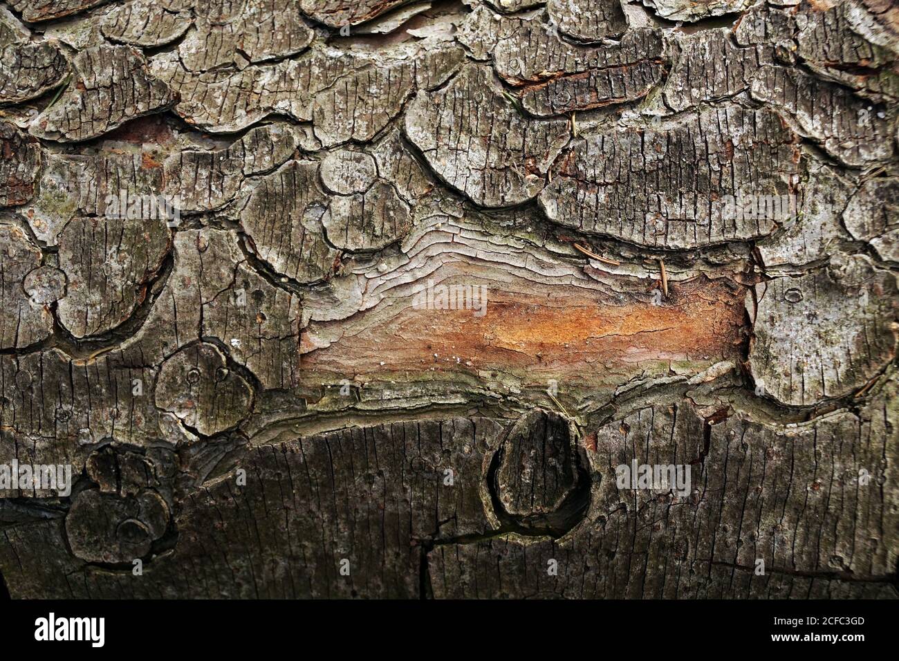 Closeup of old shabby wooden log with cracked bark in forest of Southern Poland on daytime Stock Photo