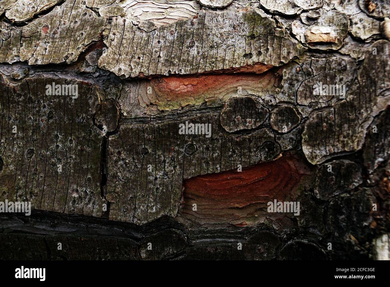 Closeup of old shabby wooden log with cracked bark in forest of Southern Poland on daytime Stock Photo