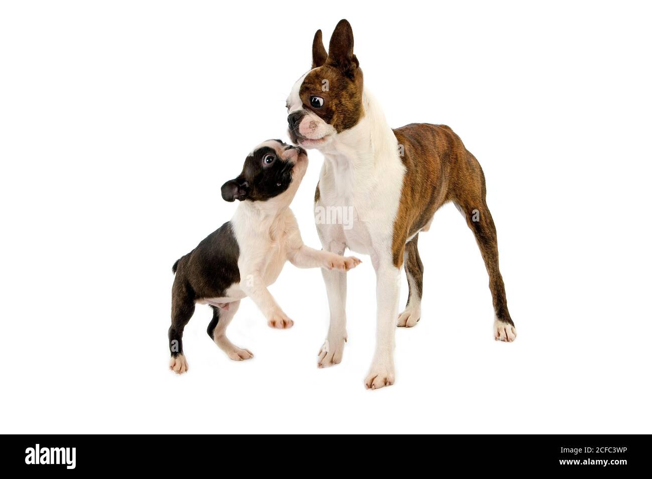 BOSTON TERRIER DOG, MALE WITH PUP AGAINST WHITE BACKGROUND Stock Photo ...