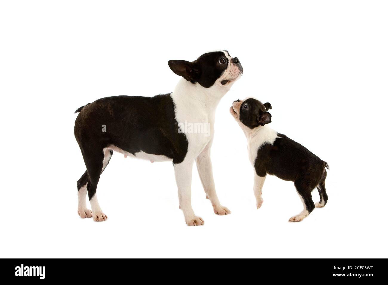 BOSTON TERRIER DOG, FEMALE WITH PUP AGAINST WHITE BACKGROUND Stock ...