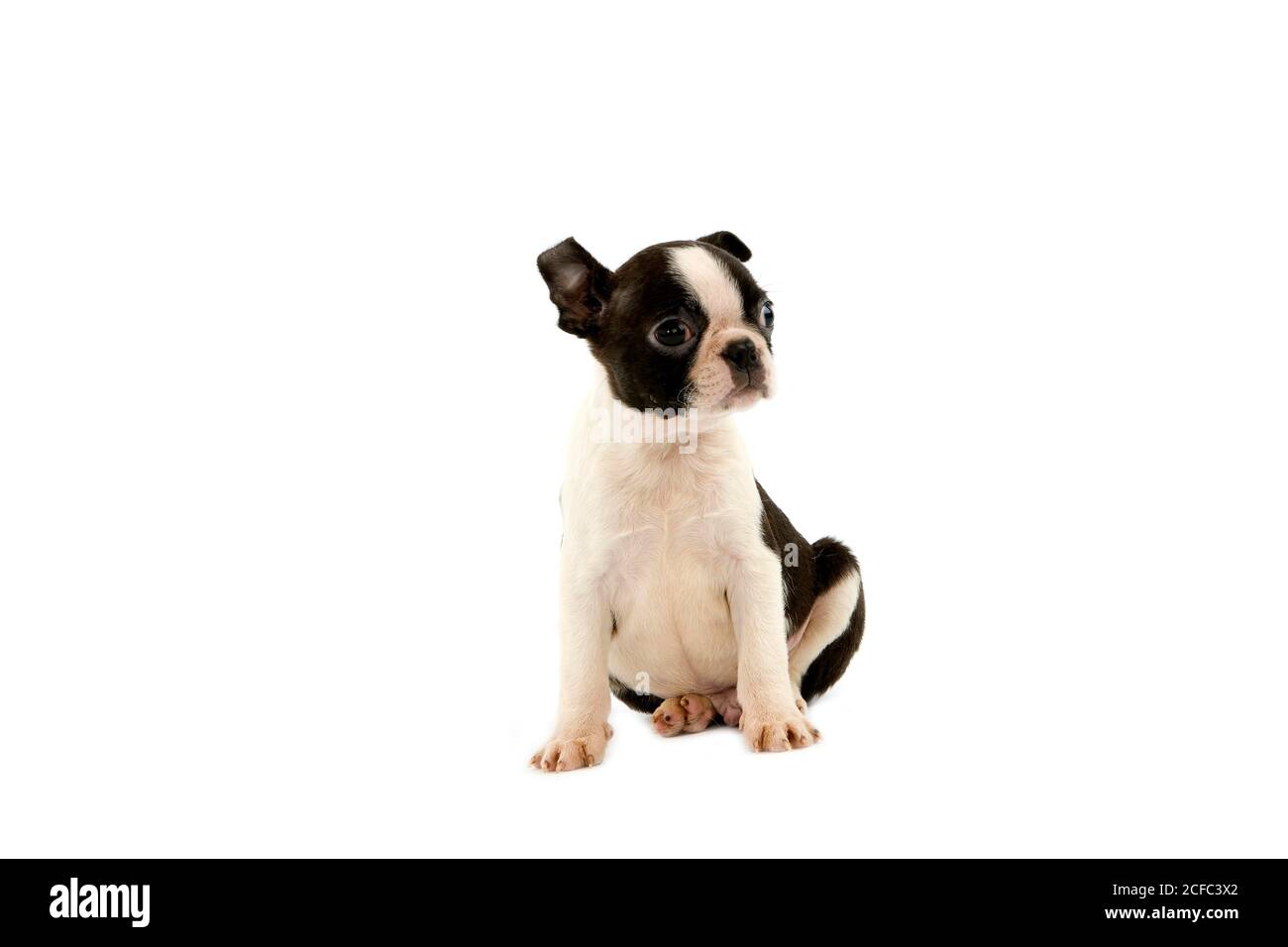 BOSTON TERRIER DOG, PUP SITTING AGAINST WHITE BACKGROUND Stock Photo ...