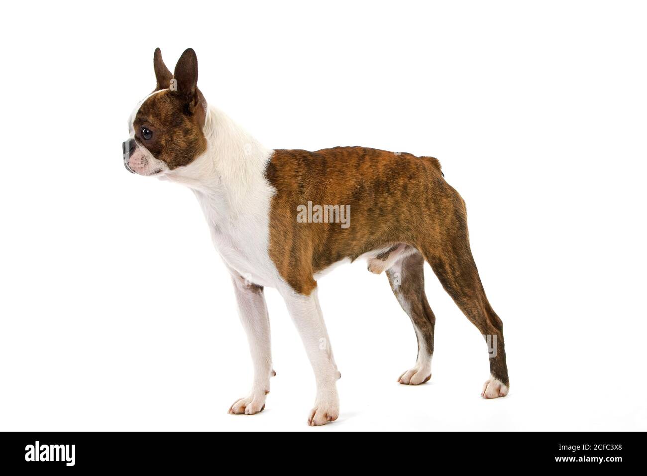 BOSTON TERRIER DOG, MALE AGAINST WHITE BACKGROUND Stock Photo - Alamy