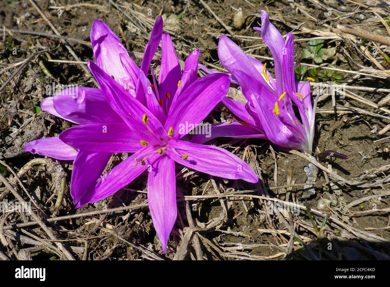 Italy Piedmont province of Cuneo Cottian Alps Valle Maira Dora Maira