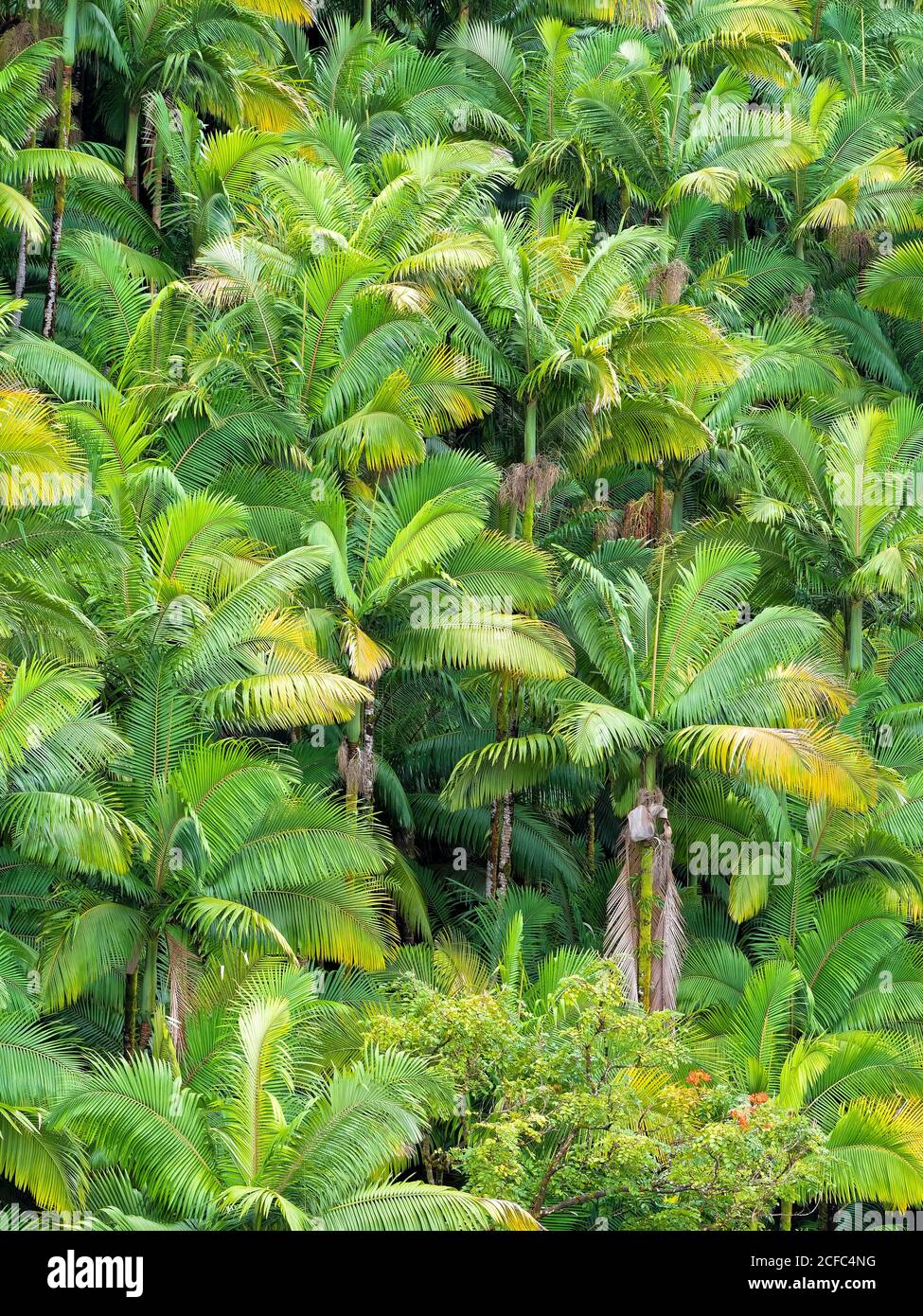 Arecaceae botanical family, Hawaii, Big Island, nature, tropical, USA, vegetation, green colours, calming, soothing, health Stock Photo