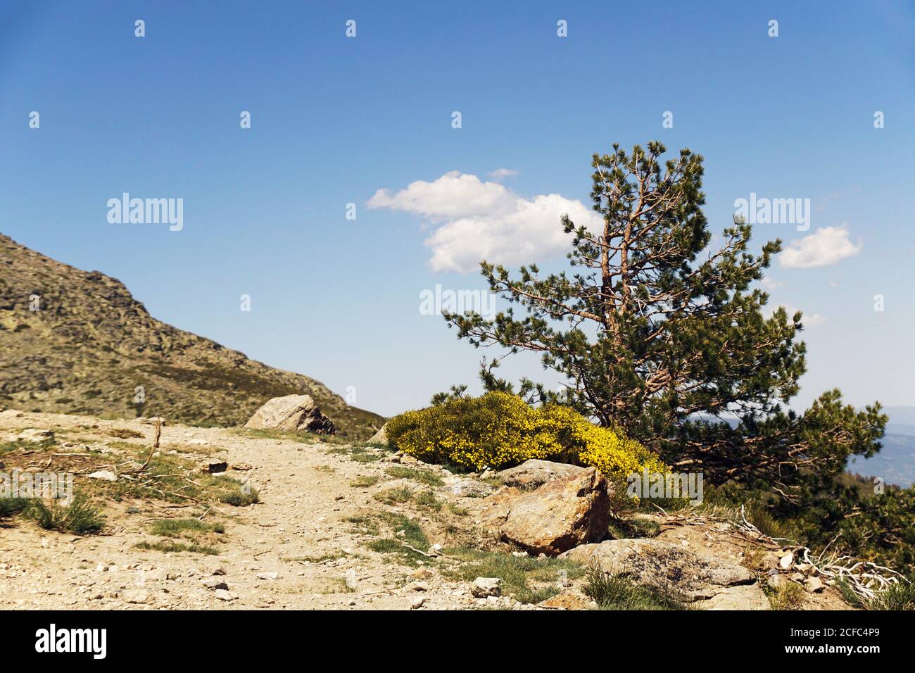 Pathway in rocky forest hi-res stock photography and images - Alamy