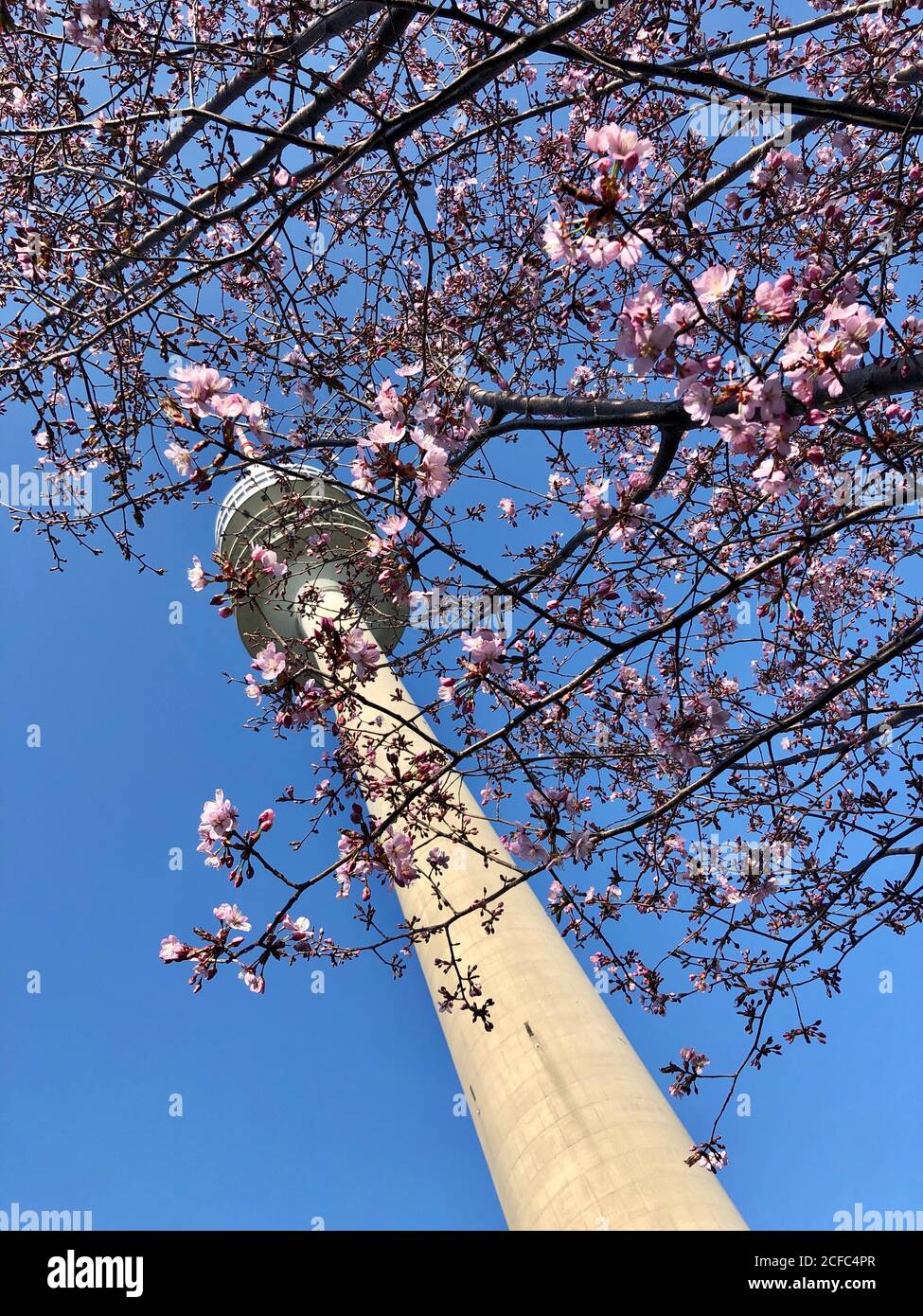 Olympiaturm Munich Olympiapark cherry blossom Stock Photo
