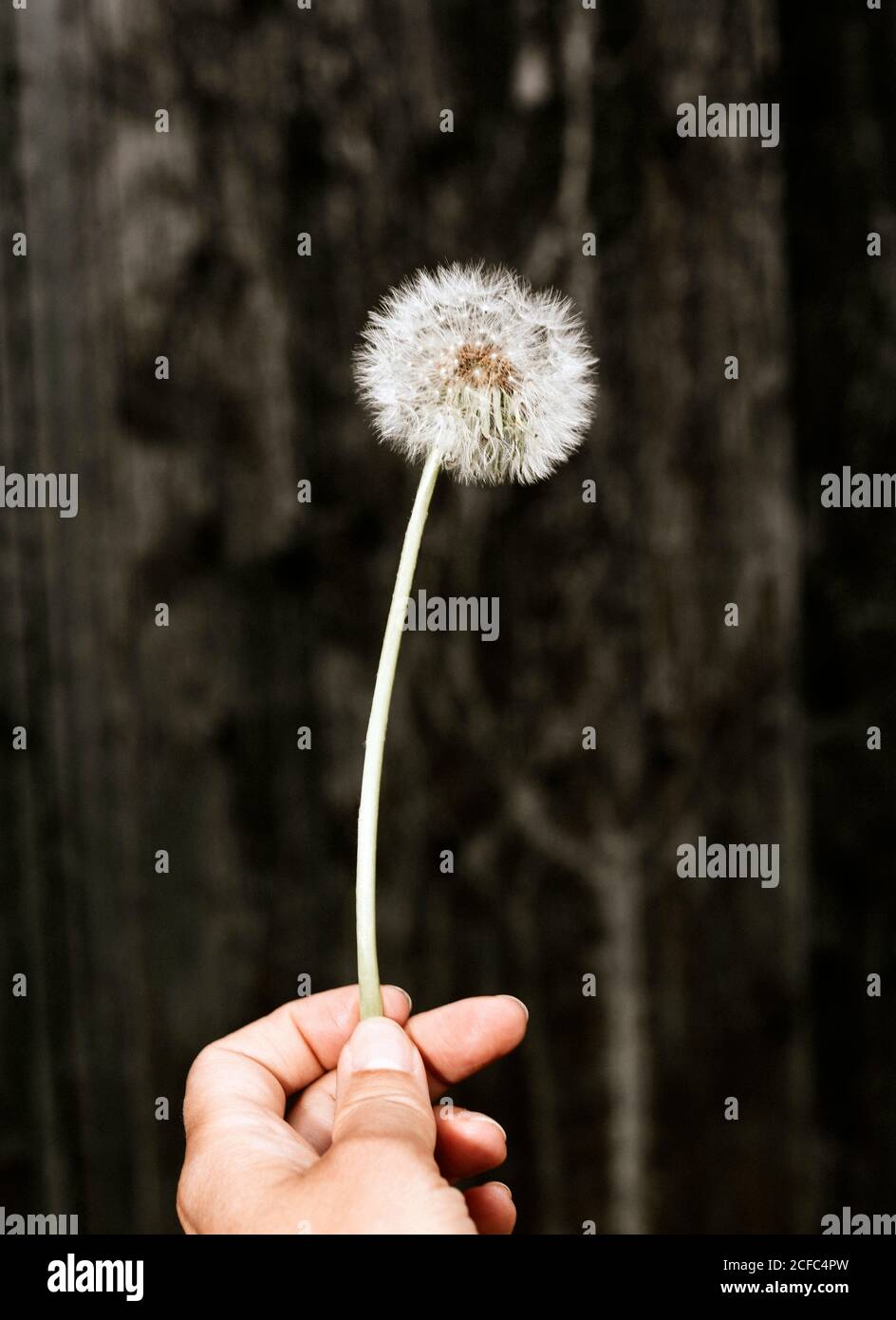 Hand holds dandelion Stock Photo