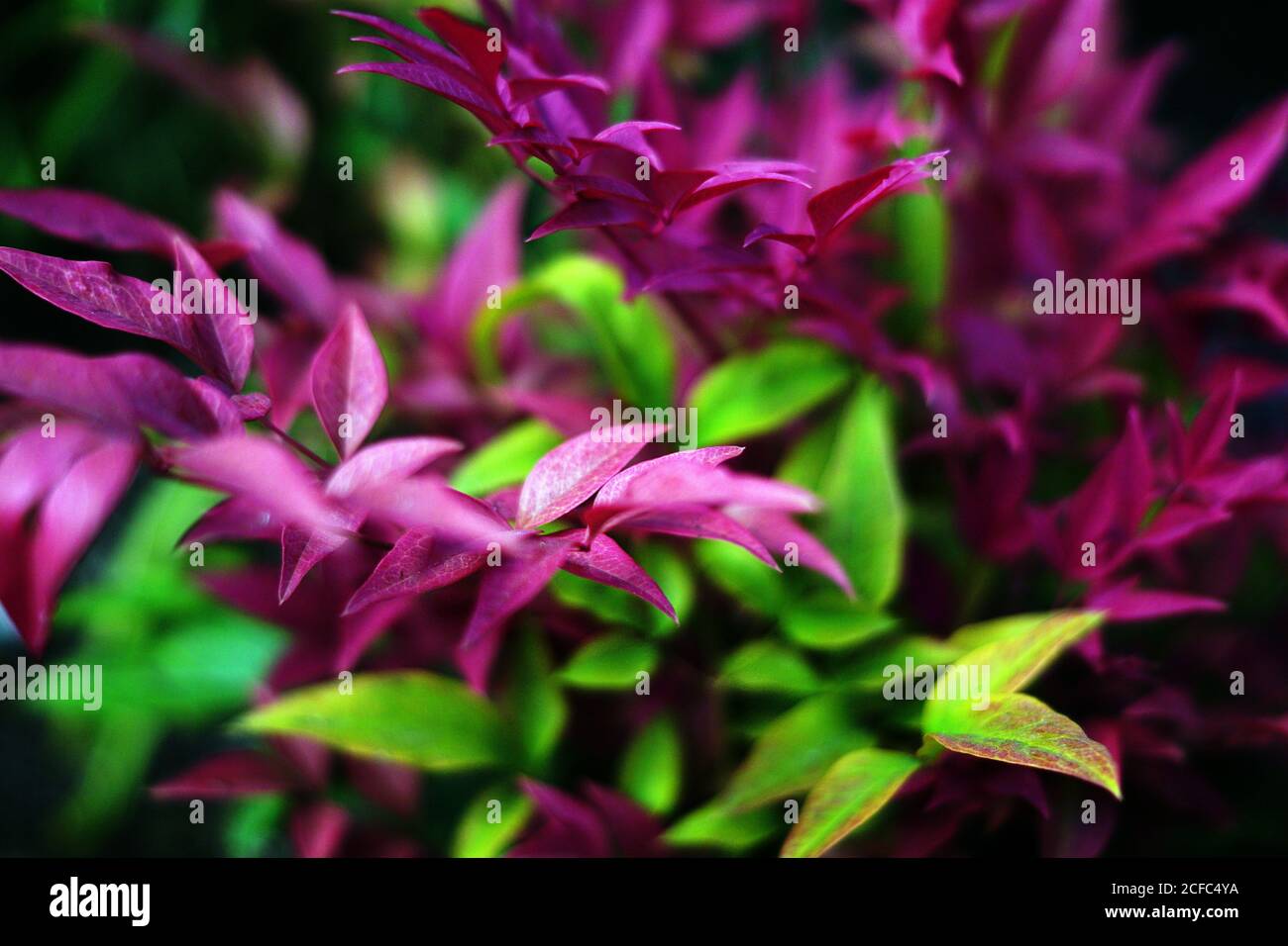 Growing garden flowers hi-res stock photography and images - Alamy
