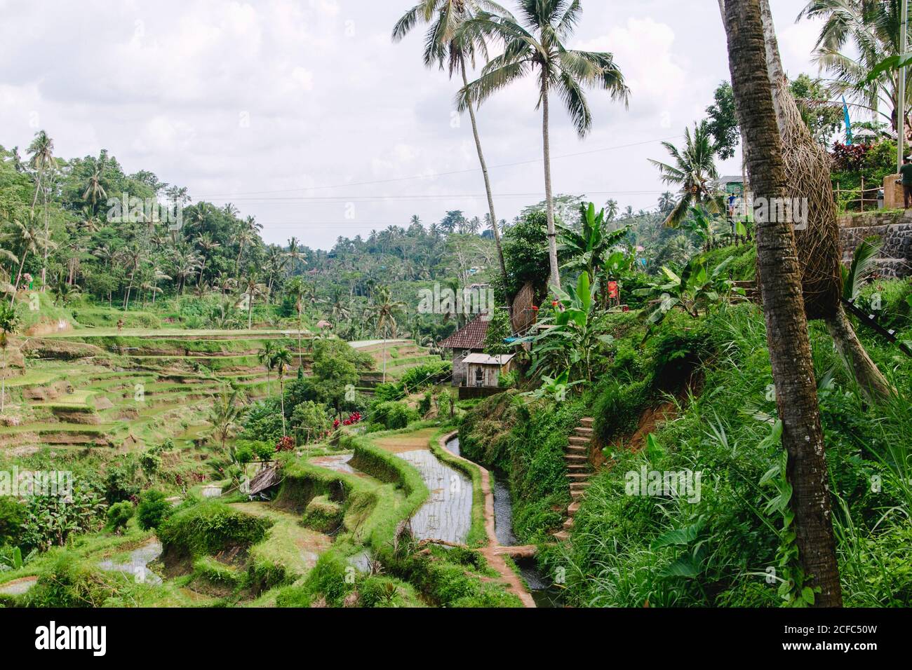 Rice terraces in Ubud Bali Indonesia without people Stock Photo