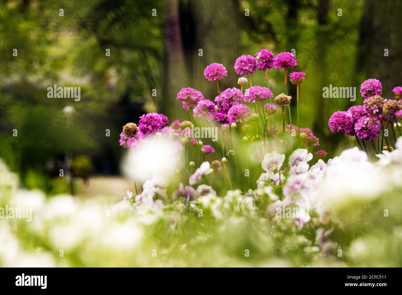 Flowerbed with various flowers in park Stock Photo