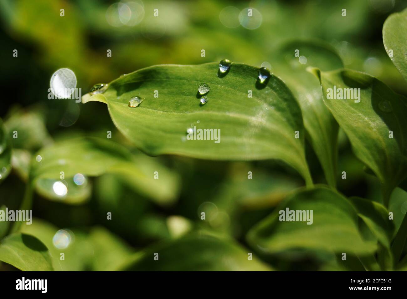 Water drops on green leaves Stock Photo