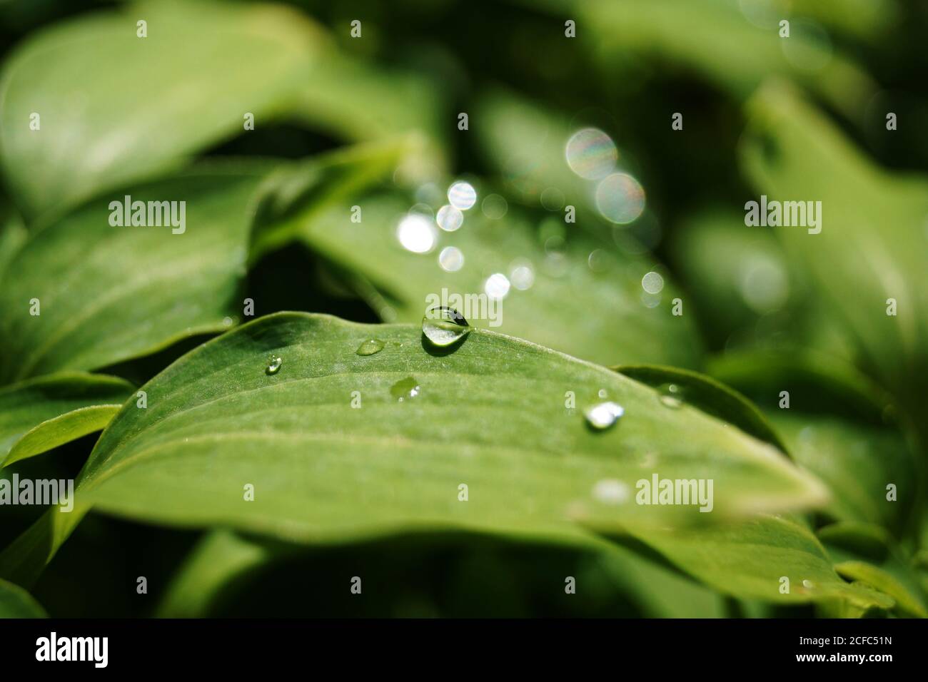 Water drops on green leaves Stock Photo
