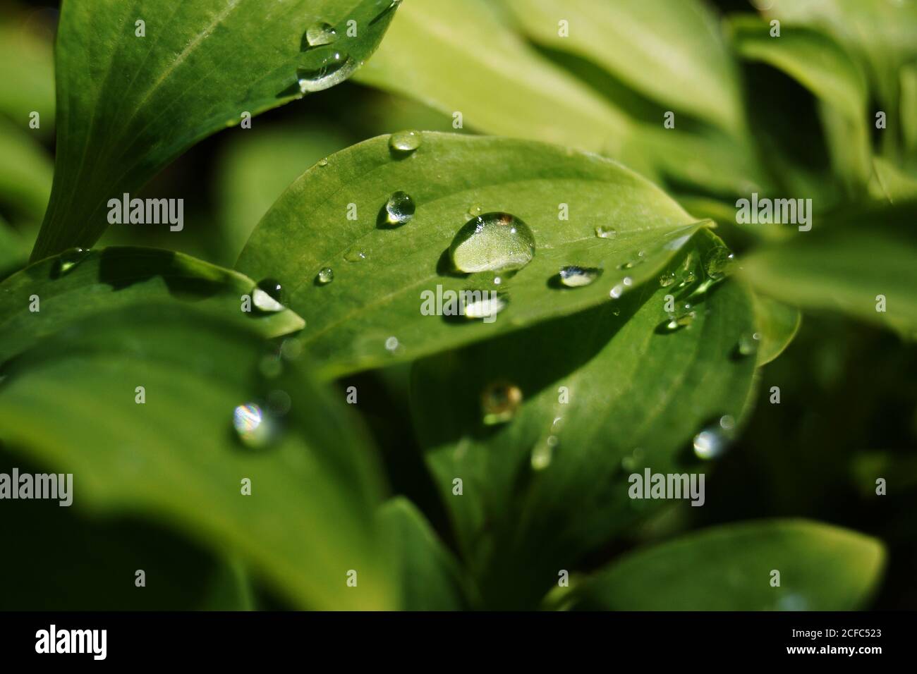 Water drops on green leaves Stock Photo