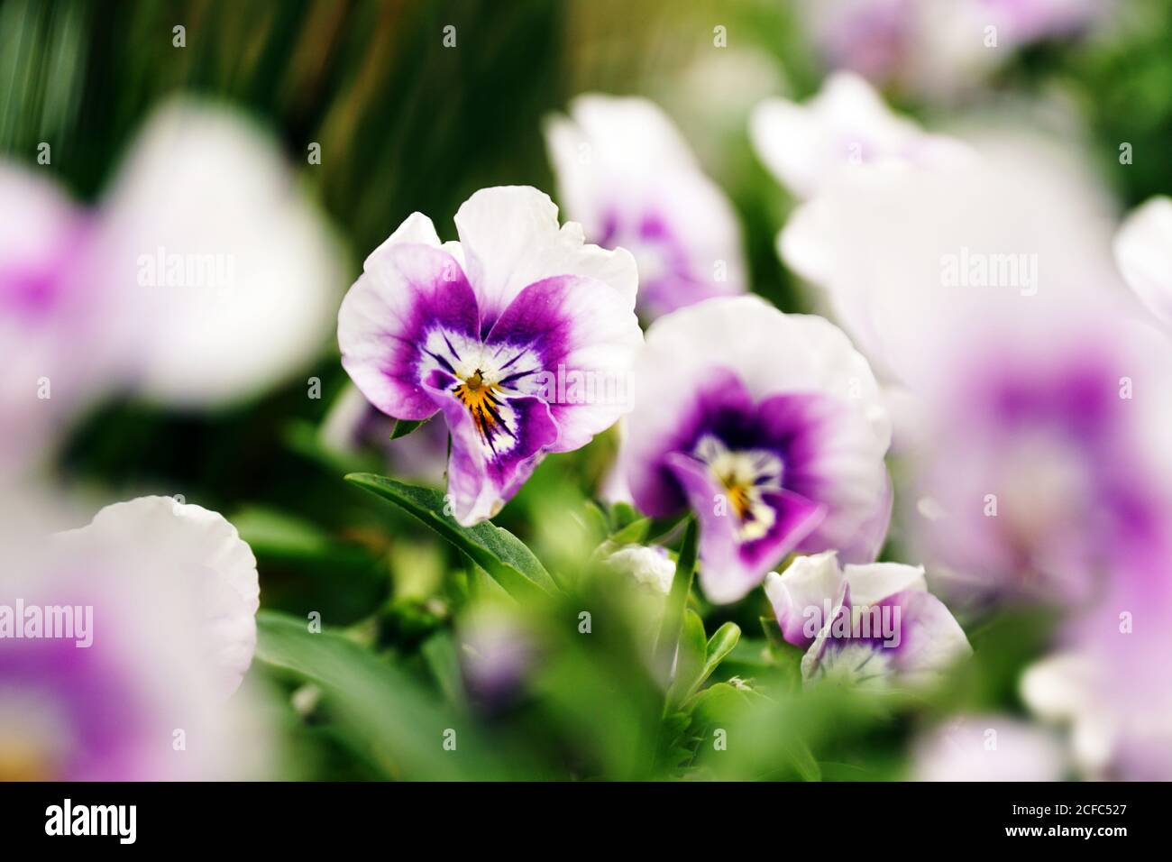 Purple flowers on a bush hi-res stock photography and images - Alamy