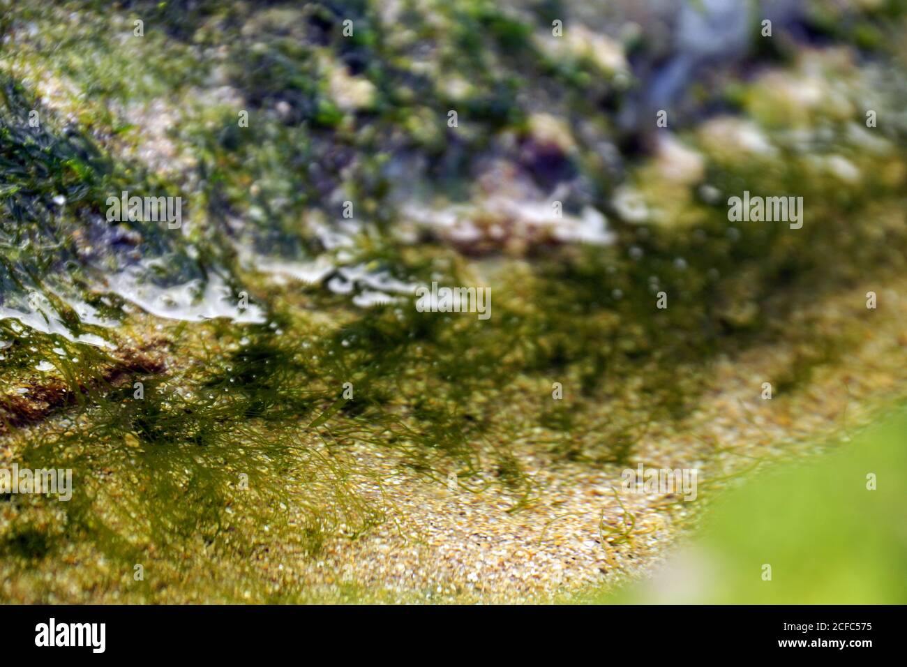 Beautiful wet algae on stone Stock Photo - Alamy