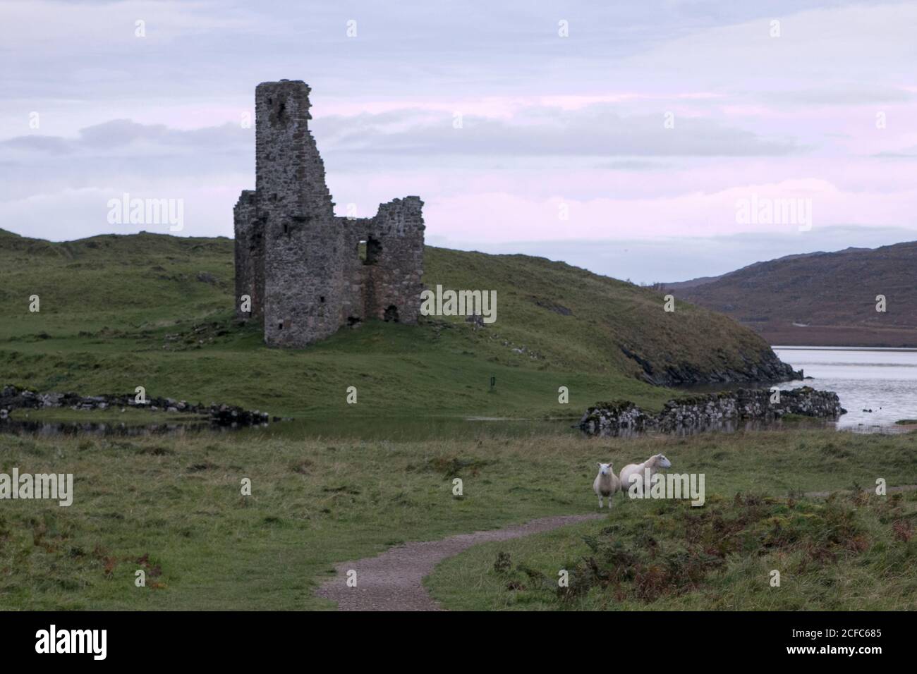 Castle ruins and landscape with sheep in Scotland's Highlands Stock Photo