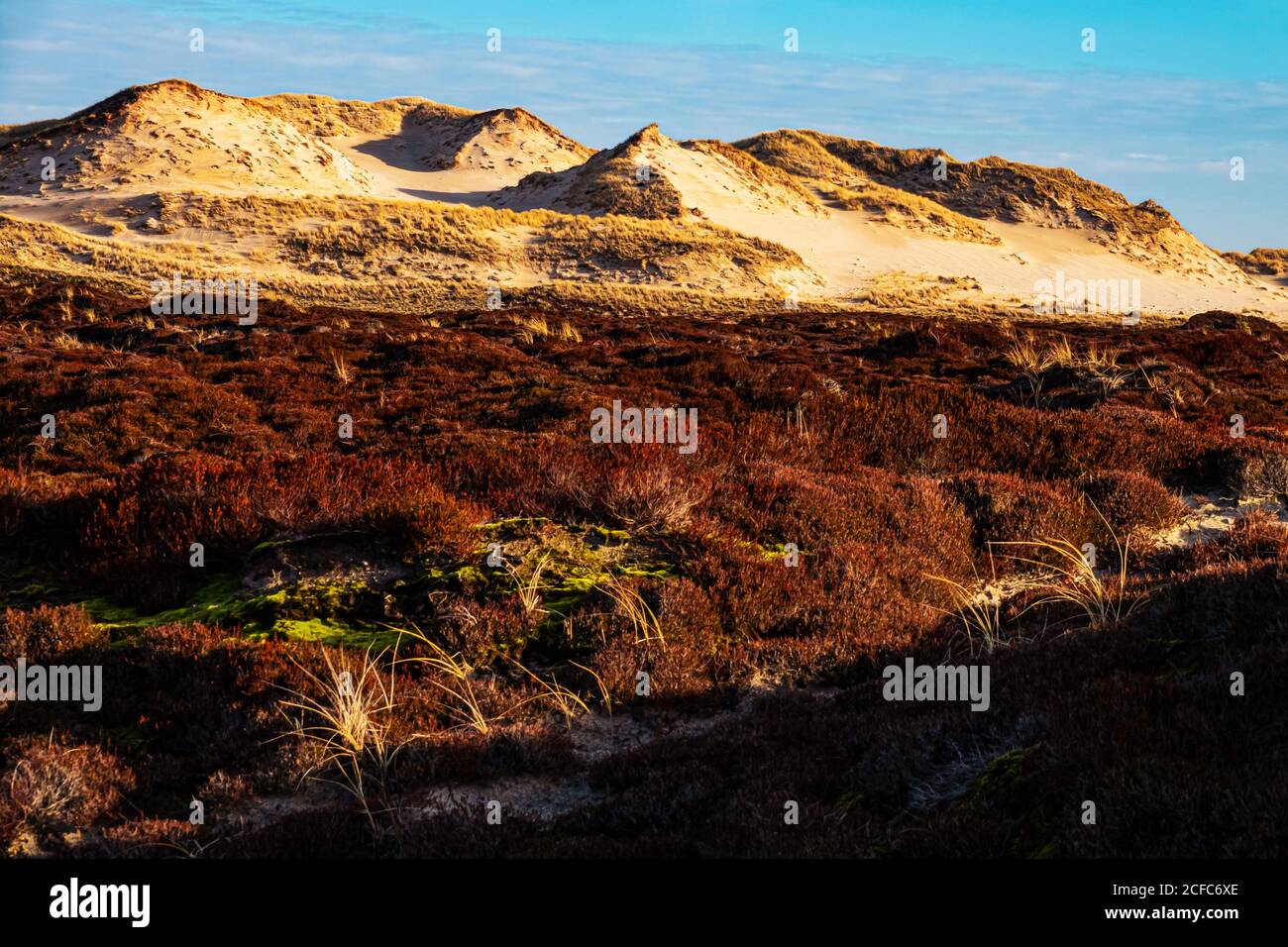 Lister dune landscape, Sylt island Stock Photo