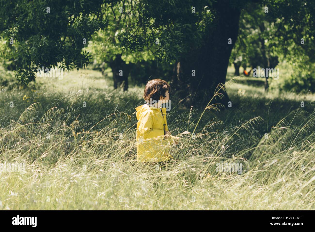 Curious kid in yellow raincoat walking in high grass of field among trees in summertime Stock Photo