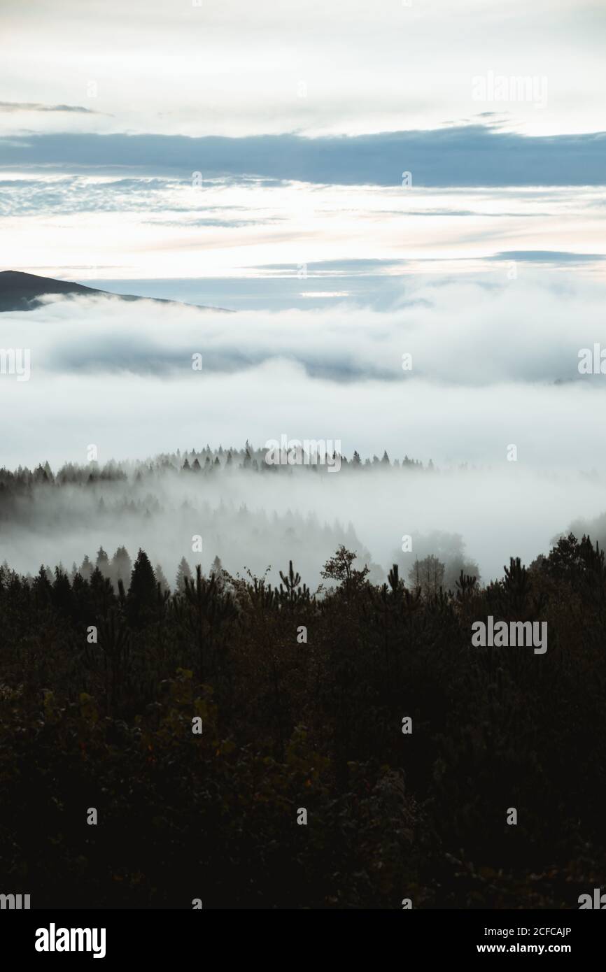 Green landscape dense trees hi-res stock photography and images - Alamy