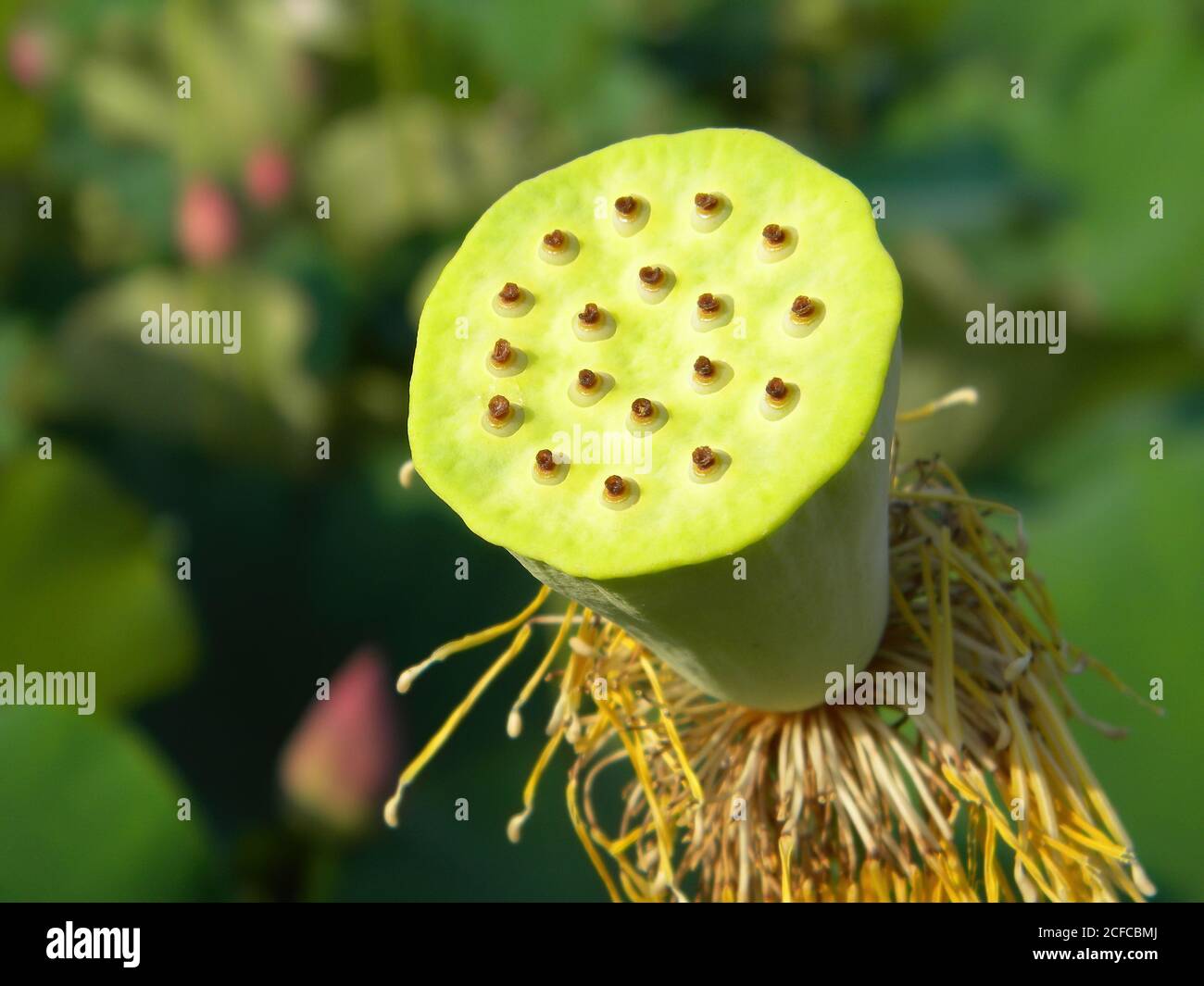 Close up shot of lotus root at Taipei, Taiwan Stock Photo - Alamy