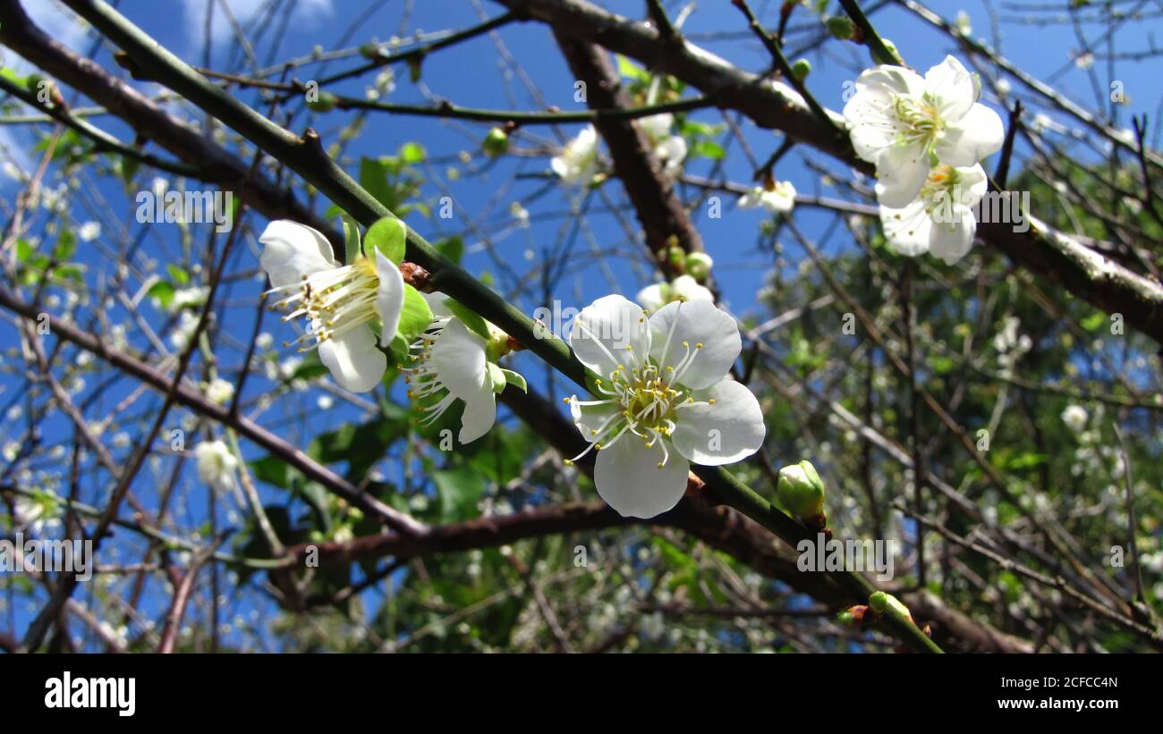 Close up shot of white Plum flower blossom in Chiang Kai-Shek Shilin Residence Stock Photo