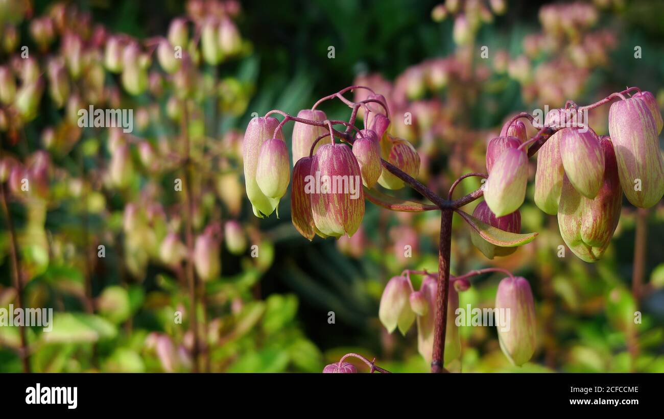 Close up shot of Bryophyllum pinnatum at Taipei, Taiwan Stock Photo