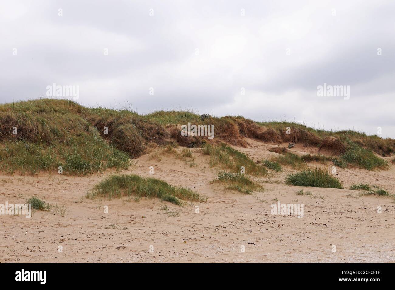 Sand dunes with heavy vegetation and grass on the Crosby Beach in