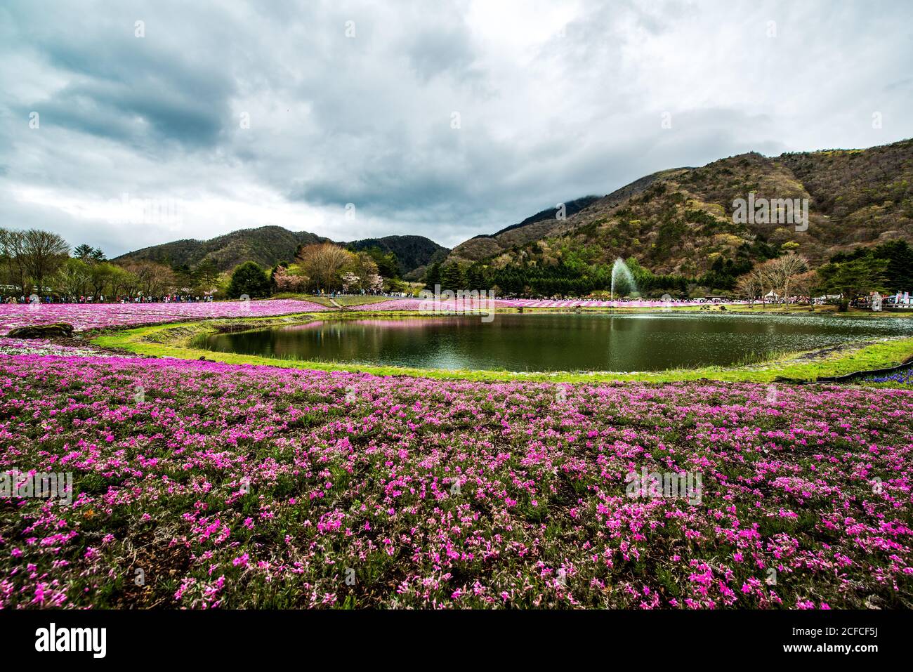 The Fuji Shibazakura Festival in the Fuji Five Lakes area, Japan Stock Photo