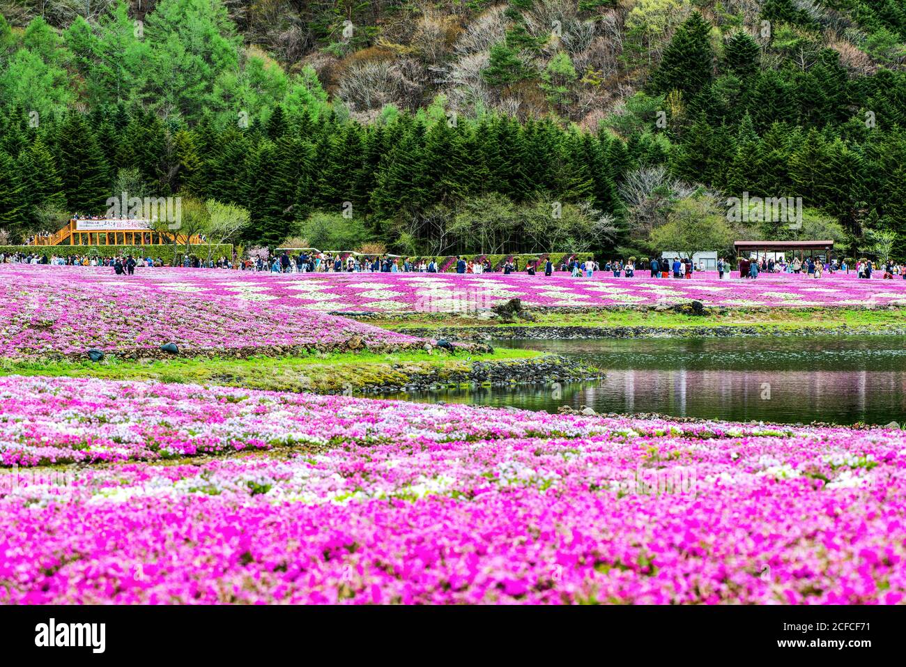 The Fuji Shibazakura Festival in the Fuji Five Lakes area, Japan Stock Photo