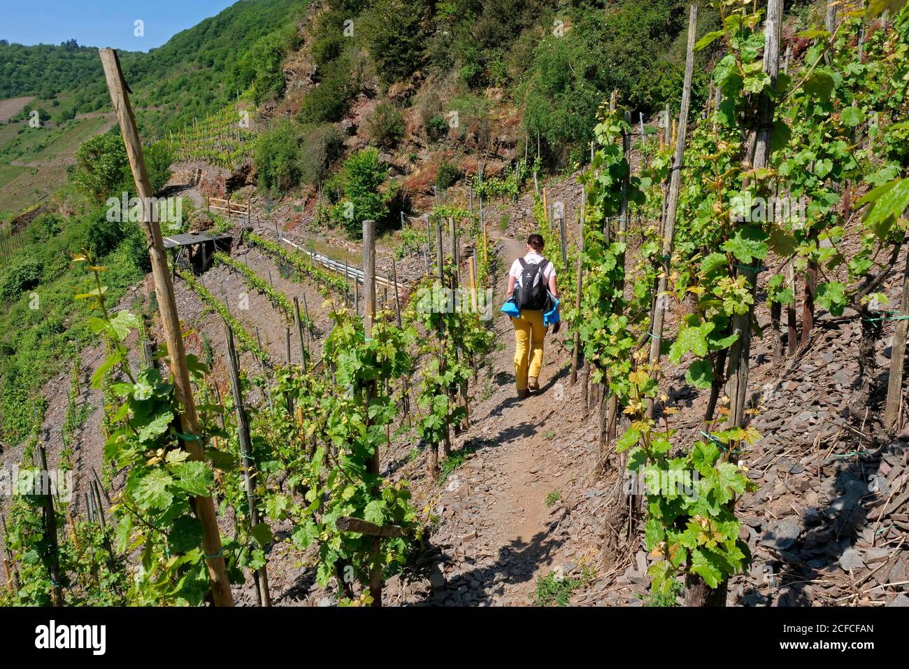 Calmont via ferrata between Ediger-Eller and Bremm, Mosel Valley, Rhineland-Palatinate, Germany Stock Photo