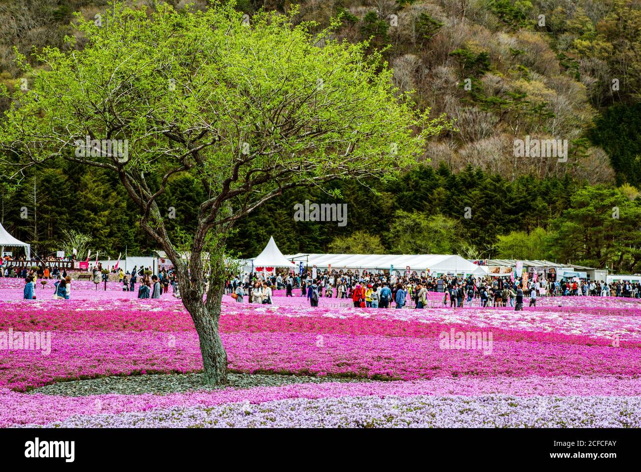 The Fuji Shibazakura Festival in the Fuji Five Lakes area, Japan Stock Photo