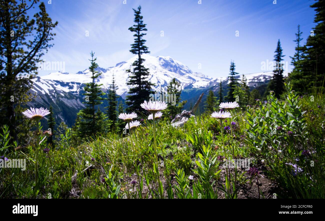 A medow full of wildflowers with Mt. Rainier in the background. Stock Photo