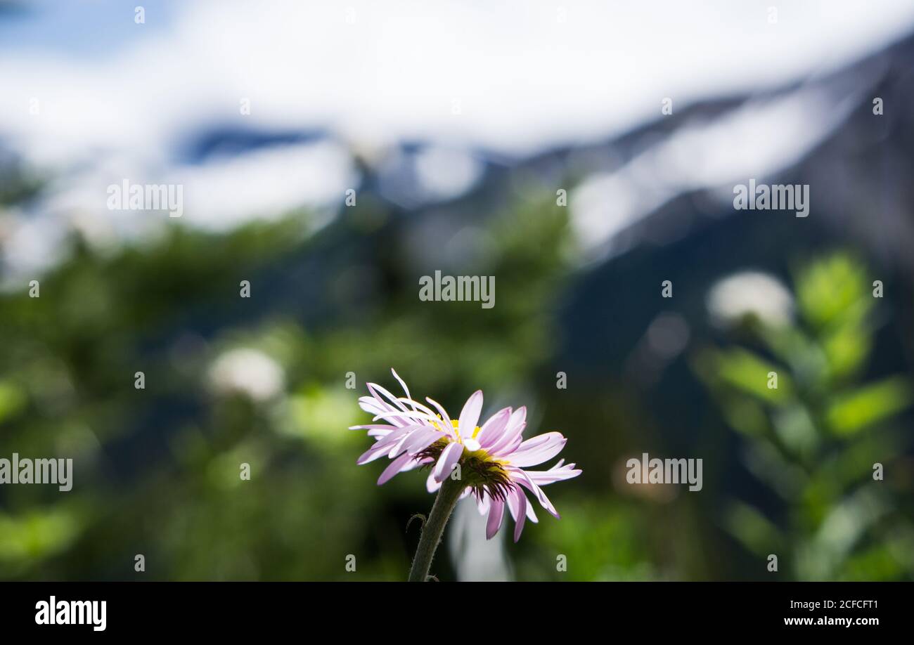 A purple shasta daisy in a medow near Mt. Rainier Stock Photo