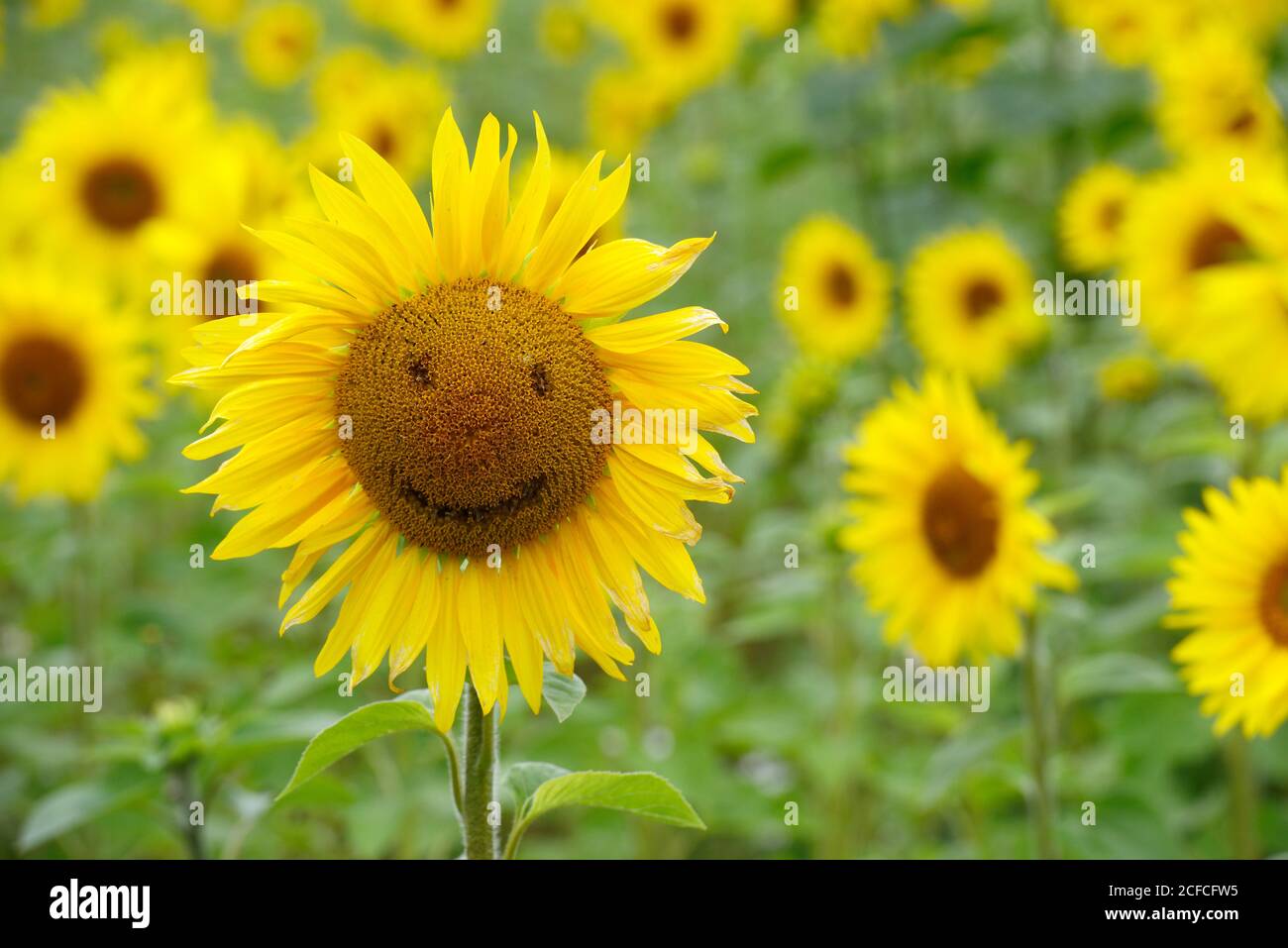 sunflower with smiley and field of blooming beautiful sunflowers Stock Photo