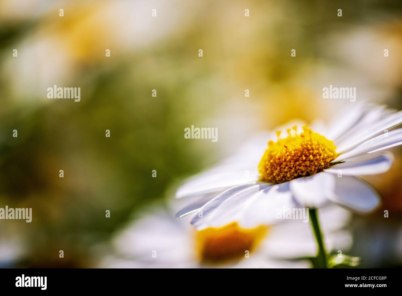 A daisy on the bank of the Sumida River in Tokyo Stock Photo