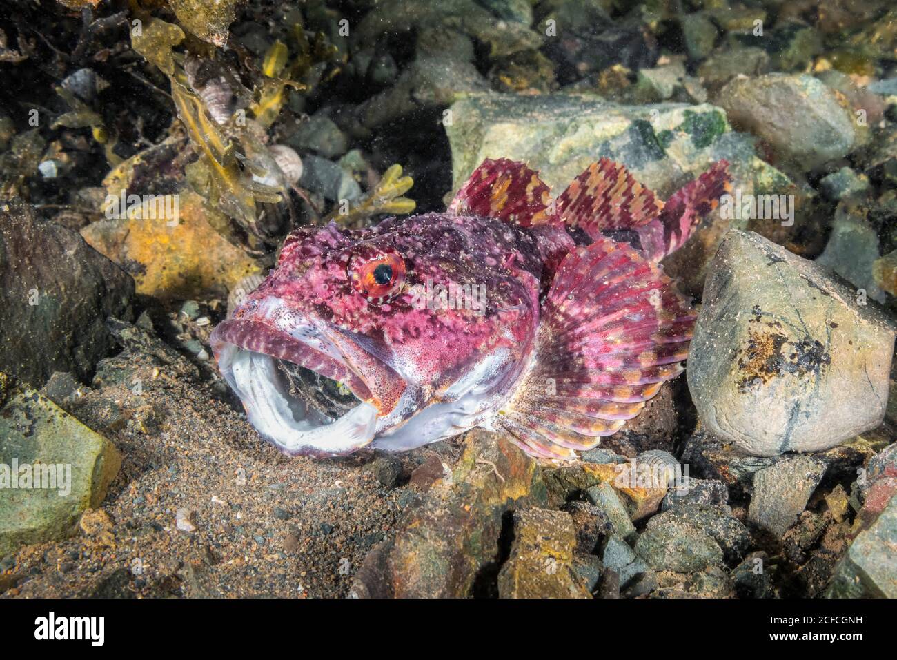 Shorthorn Sculpin, (Myoxocephalus scorpius), Eastport, Maine, USA, Atlantic Ocean. It is not able to move after capturing a crab that was probably too Stock Photo