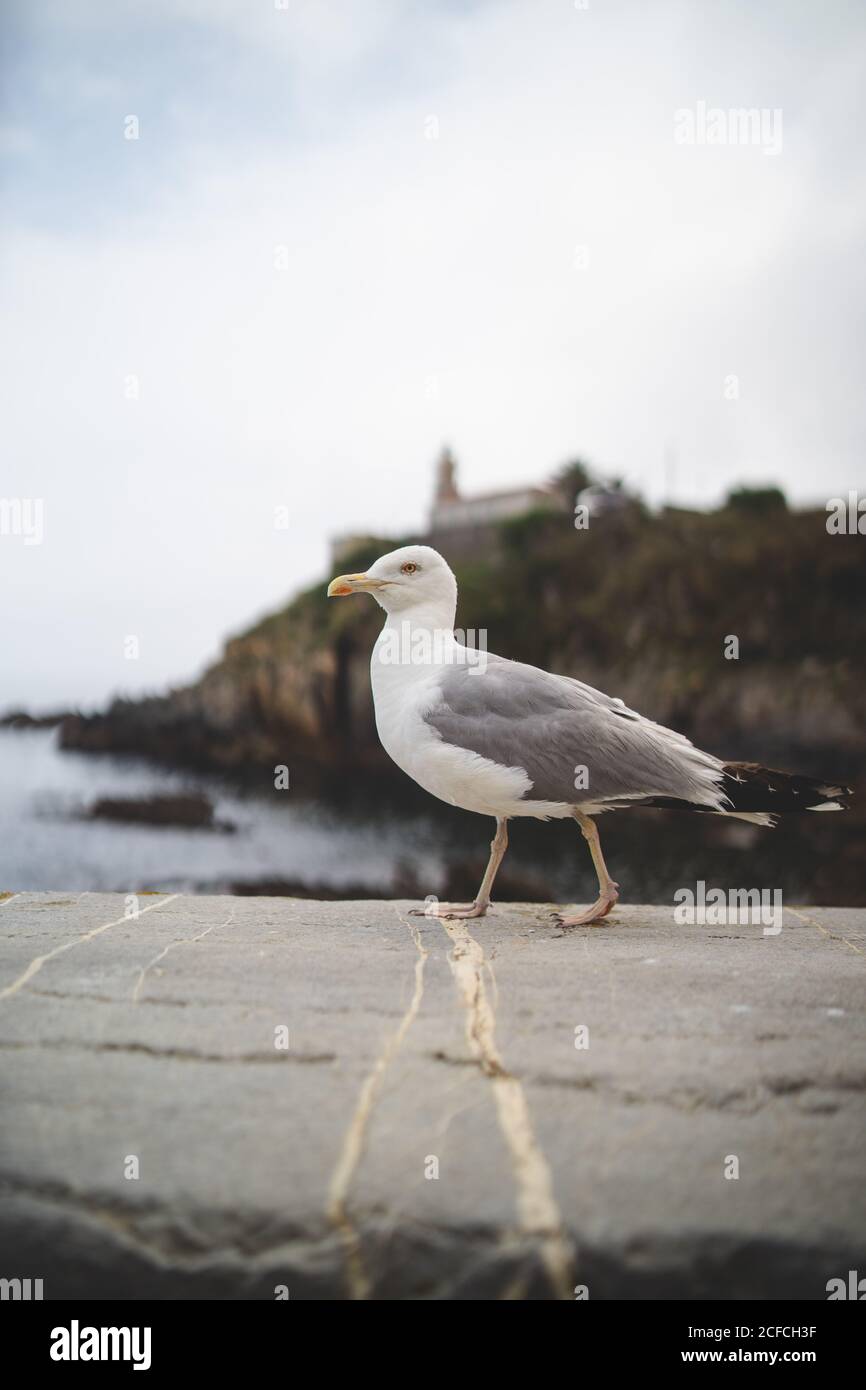 White gray seagull walking on stone edge on scenic coast of Asturias, Spain in cloudy weather Stock Photo