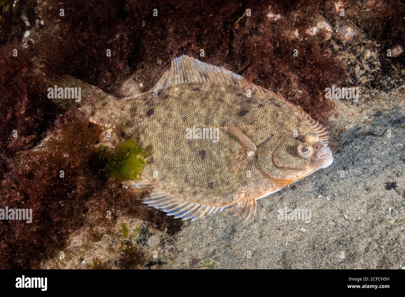 Winter flounder hires stock photography and images Alamy