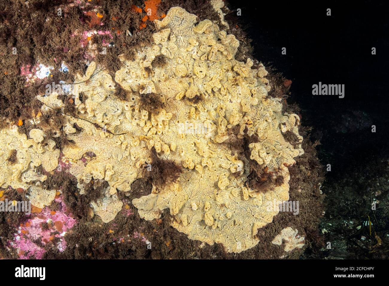 Compound sea squirt, Didemnum vexillum, a chordate marine animal, in the Gulf of Maine, USA, Atlantic Ocean. This invasive colonial tunicate is a quic Stock Photo