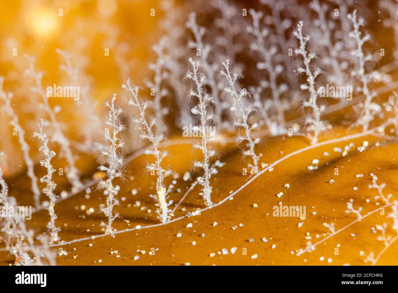 Obelia hydroids hi-res stock photography and images - Alamy
