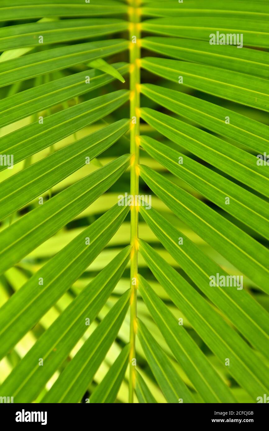 A symmetrical macro view of leaf fronds of a parlour palm plant. Stock Photo