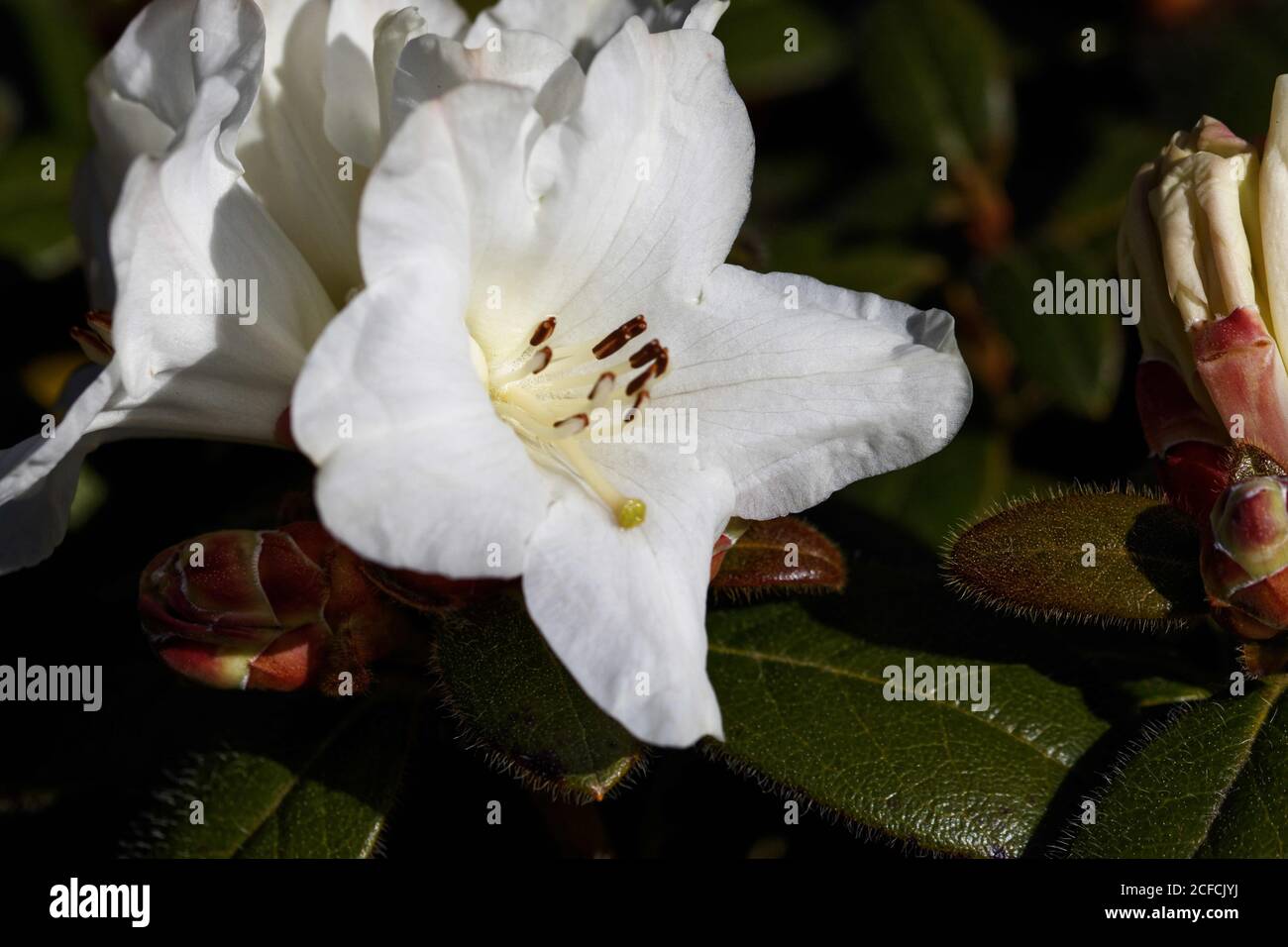 Rhododendron Lucy Lou: Pure white with black stamens. Rounded hairy leaves on a compact plant. Stock Photo