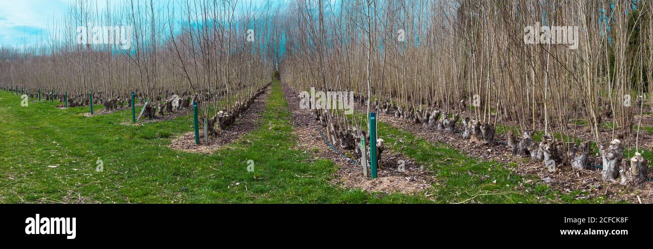 New Zealand Countryside, iconic kiwi scenes: tree nursery: growing trees for use in flood control. Using willow and poplar poles to plant out trees. Stock Photo
