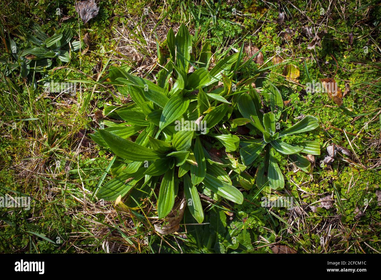 New Zealand Countryside: Plantain herb (Plantago major). Stock Photo