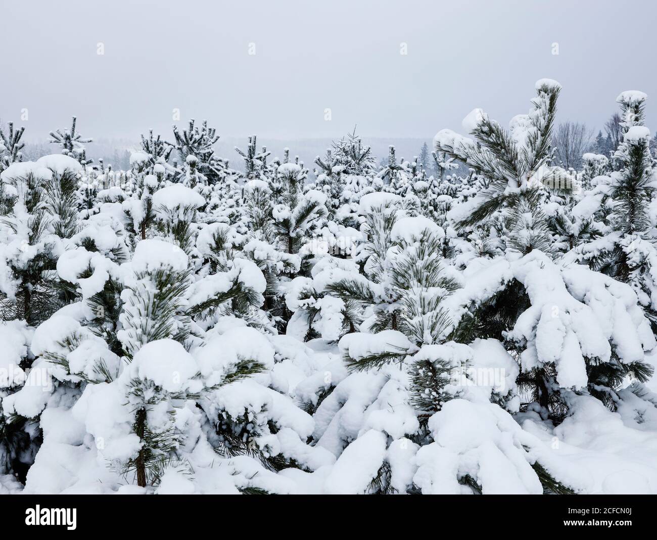 Pine culture in winter Stock Photo