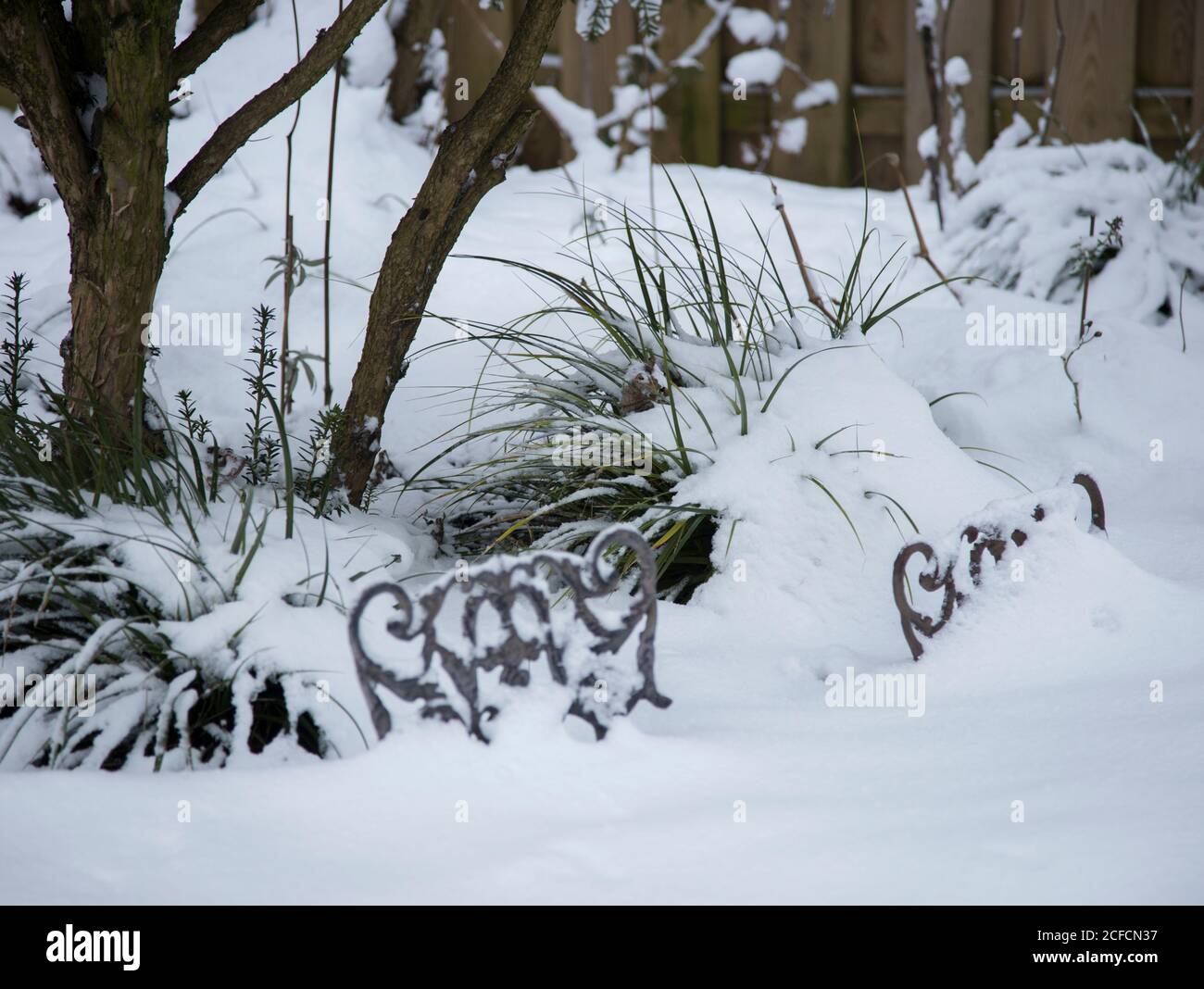 Sedge in the snow with iron border Stock Photo