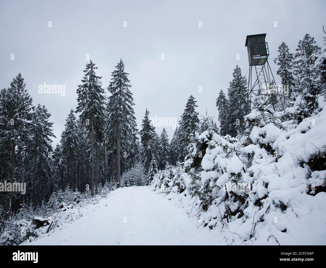 High forest in the snow with hunting cabin Stock Photo