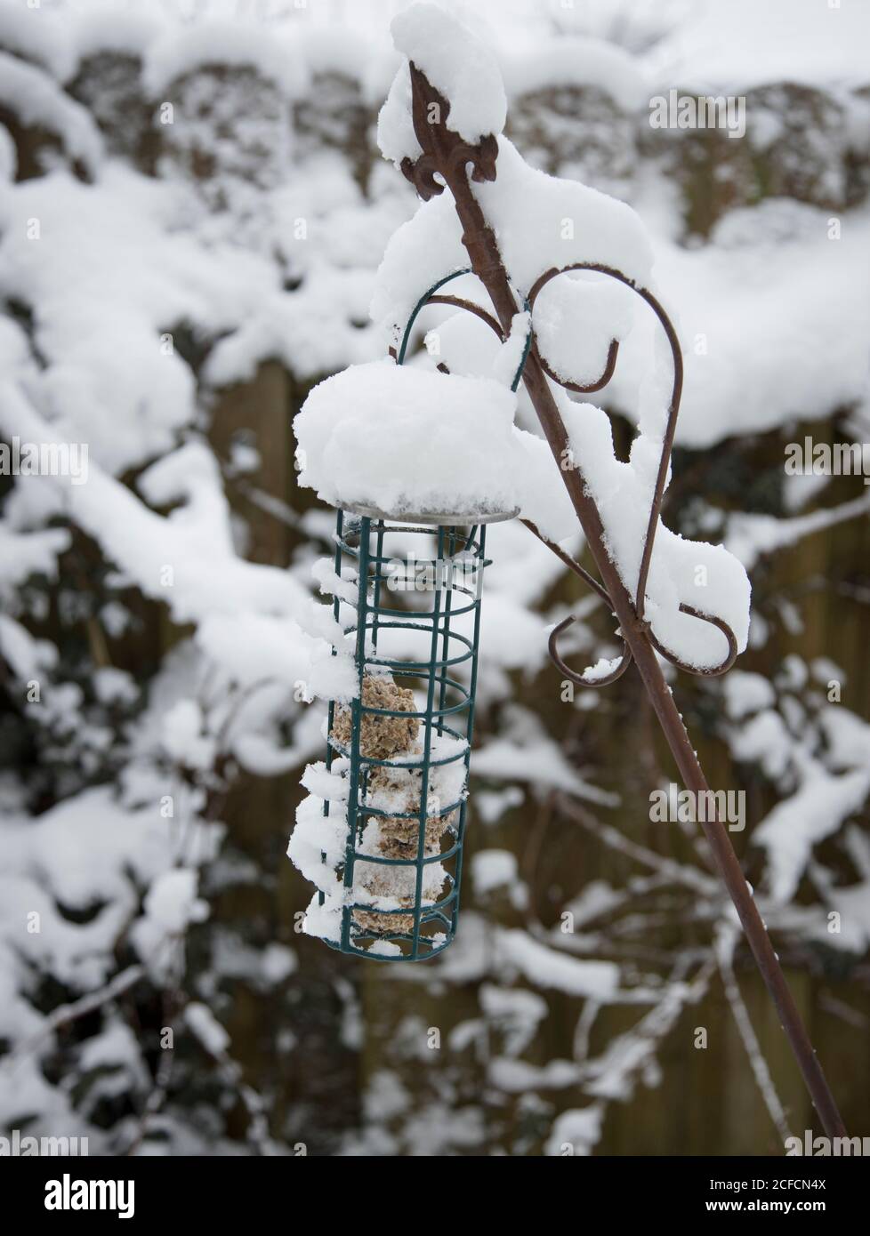 Bird food, titballs in the snow Stock Photo
