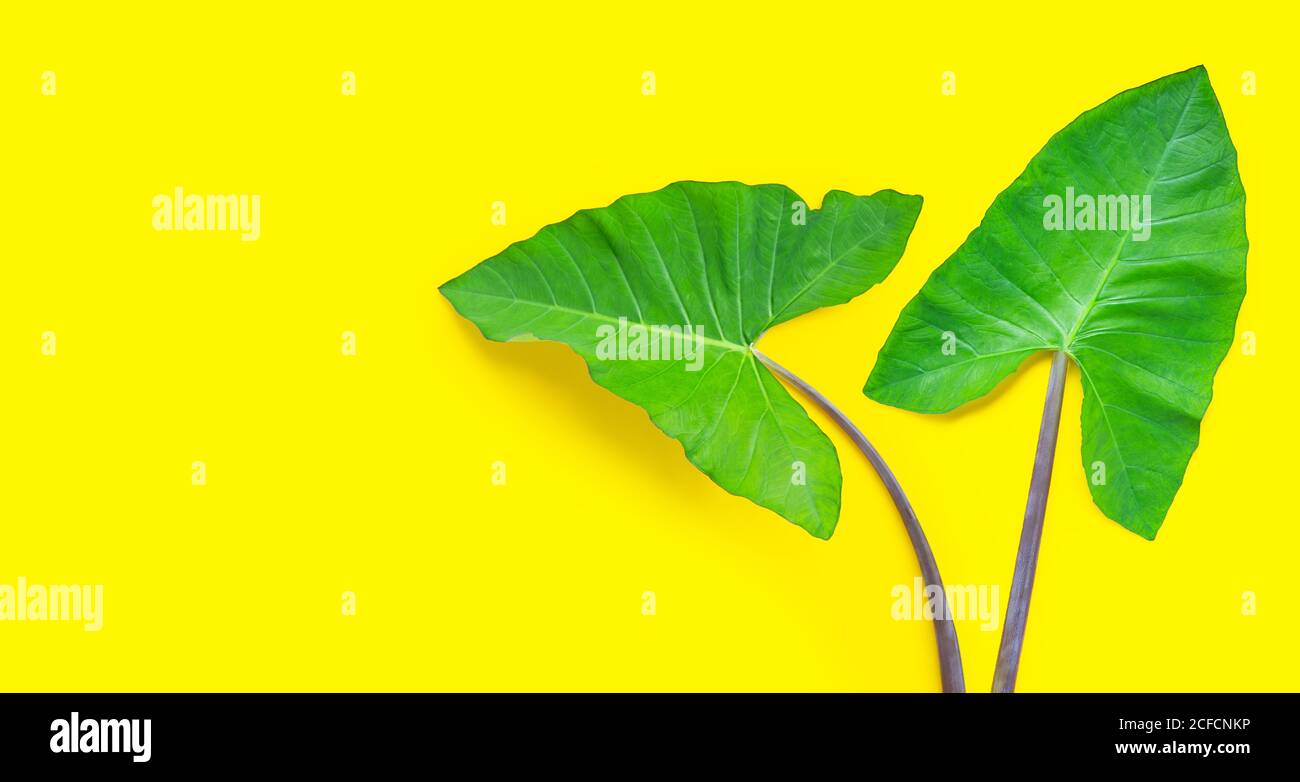 Green taro  leaves on yellow background. Copy space Stock Photo