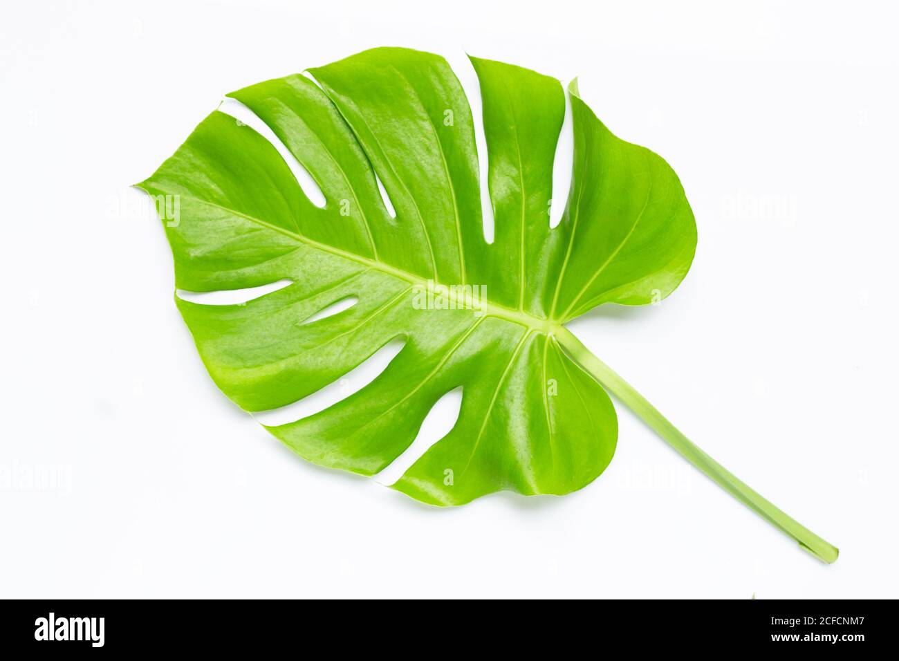 Monstera plant leaf on white. Stock Photo